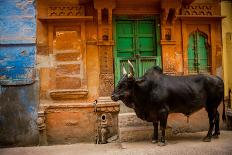 Holy Cow Standing in the Blue Streets of Jodhpur, the Blue City, Rajasthan, India, Asia-Laura Grier-Photographic Print