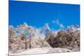 Photographic Print