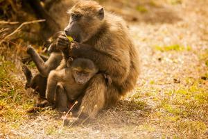 Wild Baboons, Cape Town, South Africa, Africa by Laura Grier