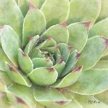 Garden Succulents IV Color-Laura Marshall-Art Print