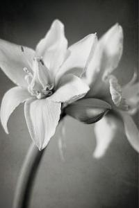 Beautiful Amaryllis artwork for sale, Posters and Prints | Art.com