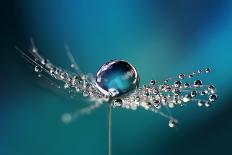 Beautiful Dew Drops on a Dandelion Seed Macro. Beautiful Soft Light Blue and Violet Background. Wat-Laura Pashkevich-Framed Photographic Print