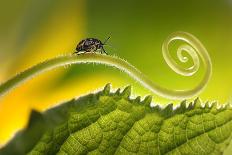 Beautiful Insects on a Leaf Close-Up, Beautiful Glowing Background, Beautiful Light, Spiral Plant,-Laura Pashkevich-Framed Photographic Print