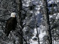 Norton Yellowstone-Laura Rauch-Mounted Photographic Print