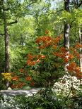 Azalea Way, Botanical Gardens, Bronx, NY-Lauree Feldman-Framed Premier Image Canvas