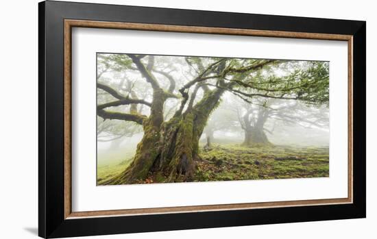 Laurel forest in fog, Madeira, Portugal-Frank Krahmer-Framed Giclee Print