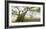 Laurel forest in fog, Madeira, Portugal-Frank Krahmer-Framed Giclee Print