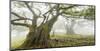 Laurel forest in fog, Madeira, Portugal-Frank Krahmer-Mounted Giclee Print