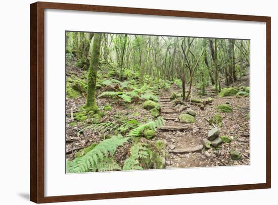 Laurel Forest, Laurisilva, Parque Nacional De Garajonay, La Gomera, Canary Islands, Spain, Europe-Markus Lange-Framed Photographic Print