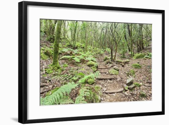 Laurel Forest, Laurisilva, Parque Nacional De Garajonay, La Gomera, Canary Islands, Spain, Europe-Markus Lange-Framed Photographic Print