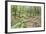 Laurel Forest, Laurisilva, Parque Nacional De Garajonay, La Gomera, Canary Islands, Spain, Europe-Markus Lange-Framed Photographic Print