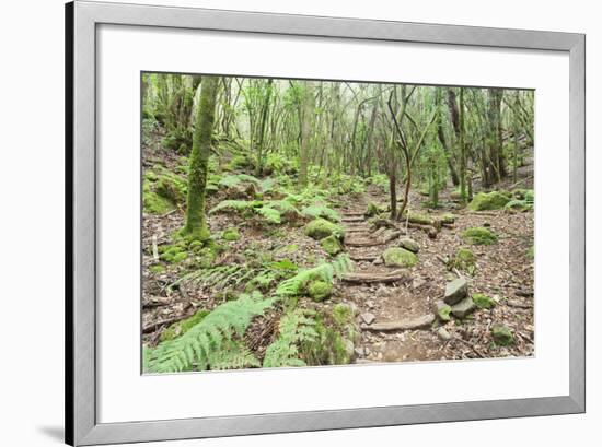 Laurel Forest, Laurisilva, Parque Nacional De Garajonay, La Gomera, Canary Islands, Spain, Europe-Markus Lange-Framed Photographic Print