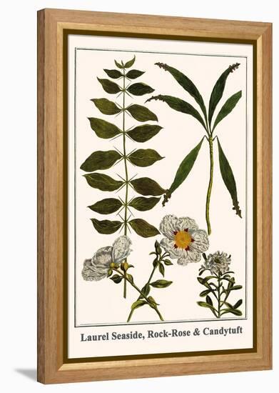 Laurel Seaside, Rock-Rose and Candytuft-Albertus Seba-Framed Stretched Canvas