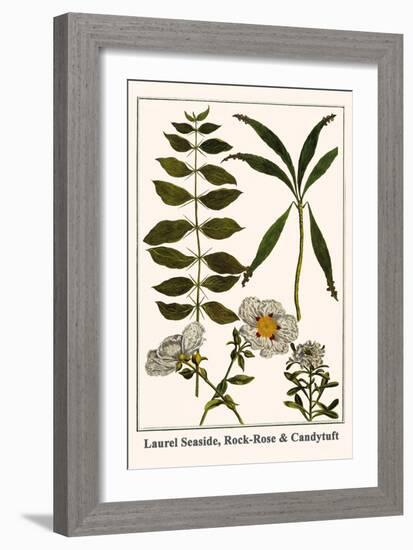 Laurel Seaside, Rock-Rose and Candytuft-Albertus Seba-Framed Art Print