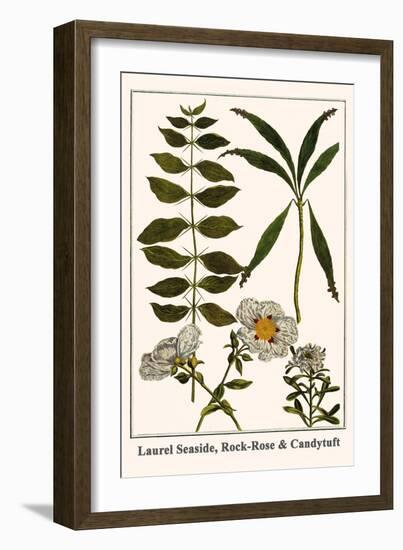 Laurel Seaside, Rock-Rose and Candytuft-Albertus Seba-Framed Art Print