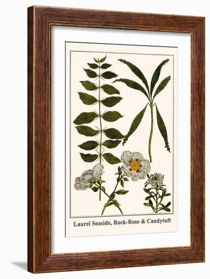 Laurel Seaside, Rock-Rose and Candytuft-Albertus Seba-Framed Art Print