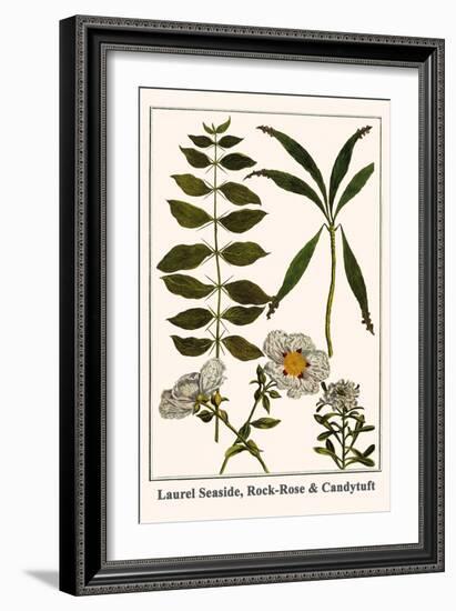 Laurel Seaside, Rock-Rose and Candytuft-Albertus Seba-Framed Art Print