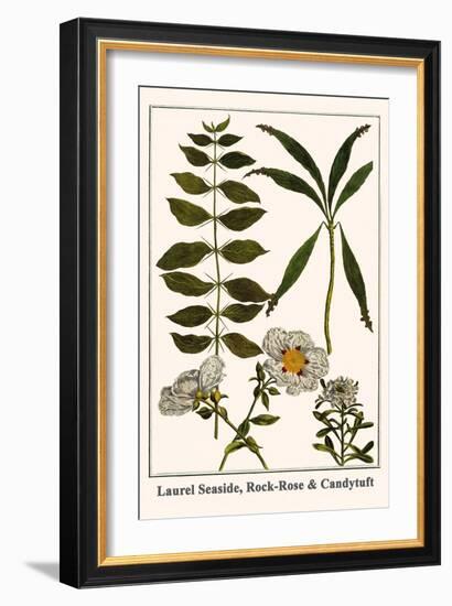 Laurel Seaside, Rock-Rose and Candytuft-Albertus Seba-Framed Art Print