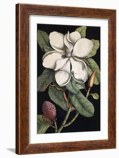 Laurel Tree, 1731-1743-Mark Catesby-Framed Giclee Print