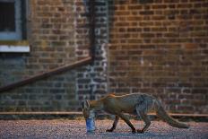 Urban Fox (Vulpes Vulpes) in London-Laurent Geslin-Framed Photographic Print