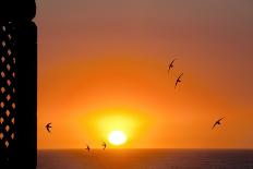 Swallows Flying At Sunset-Laurent Laveder-Photographic Print
