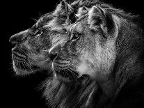 Lion and  Lioness Portrait-Laurent Lothare Dambreville-Photographic Print