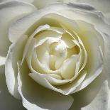 White Rose-Laurent Pinsard-Framed Art Print