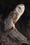 Sparrowhawk silhouetted, perched in hedgerow, Scotland-Laurie Campbell-Framed Photographic Print