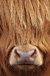 Highland Cow (Bos taurus) close-up, Isle of Mull, Inner Hebrides, Scotland, April-Laurie Campbell-Photographic Print