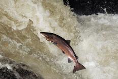 Male Atlantic Salmon (Salmo Salar) Leaping-Laurie Campbell-Photographic Print