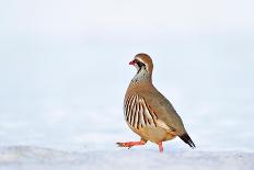 Male Red-legged partridge walking over snow, Scotland-Laurie Campbell-Photographic Print