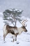 Male Red-legged partridge walking over snow, Scotland-Laurie Campbell-Photographic Print