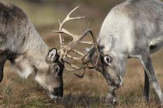 Reindeer Fighting-Laurie Campbell-Photographic Print