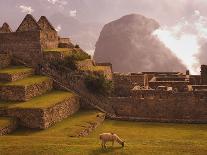Llama Grazing at Machu Picchu-Laurie Chamberlain-Framed Premier Image Canvas