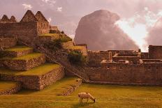 Llama Grazing at Machu Picchu-Laurie Chamberlain-Framed Photographic Print
