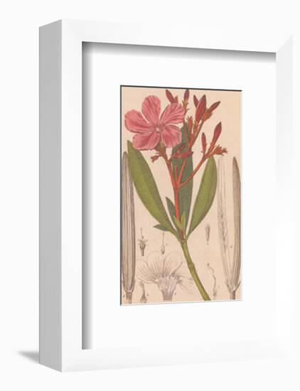 Laurier Rose-null-Framed Art Print