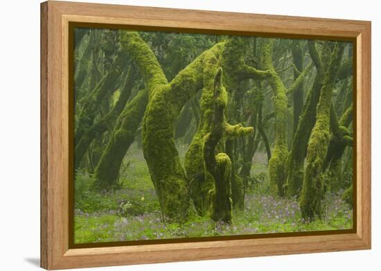 Laurisilva Forest, Laurus Azorica Among Other Trees, Garajonay Np, La Gomera, Canary Islands, Spain-Relanzón-Framed Premier Image Canvas