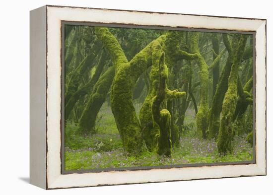 Laurisilva Forest, Laurus Azorica Among Other Trees, Garajonay Np, La Gomera, Canary Islands, Spain-Relanzón-Framed Premier Image Canvas