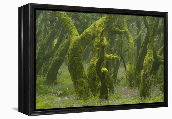 Laurisilva Forest, Laurus Azorica Among Other Trees, Garajonay Np, La Gomera, Canary Islands, Spain-Relanzón-Framed Premier Image Canvas