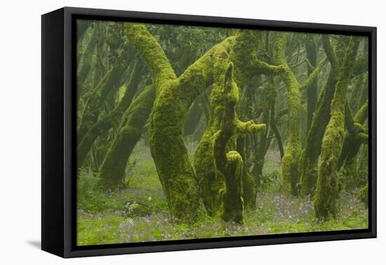 Laurisilva Forest, Laurus Azorica Among Other Trees, Garajonay Np, La Gomera, Canary Islands, Spain-Relanzón-Framed Premier Image Canvas