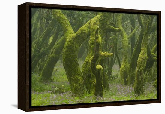 Laurisilva Forest, Laurus Azorica Among Other Trees, Garajonay Np, La Gomera, Canary Islands, Spain-Relanzón-Framed Premier Image Canvas