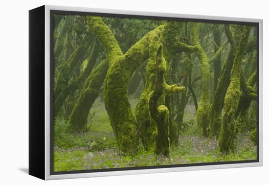 Laurisilva Forest, Laurus Azorica Among Other Trees, Garajonay Np, La Gomera, Canary Islands, Spain-Relanzón-Framed Premier Image Canvas