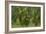 Laurisilva Forest, Laurus Azorica Among Other Trees, Garajonay Np, La Gomera, Canary Islands, Spain-Relanzón-Framed Photographic Print