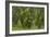 Laurisilva Forest, Laurus Azorica Among Other Trees, Garajonay Np, La Gomera, Canary Islands, Spain-Relanzón-Framed Photographic Print