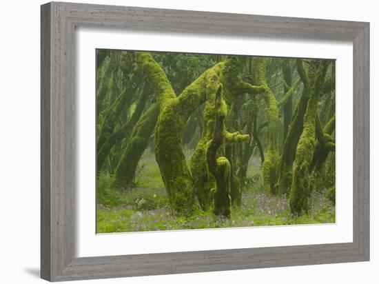 Laurisilva Forest, Laurus Azorica Among Other Trees, Garajonay Np, La Gomera, Canary Islands, Spain-Relanzón-Framed Photographic Print