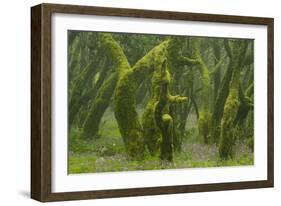 Laurisilva Forest, Laurus Azorica Among Other Trees, Garajonay Np, La Gomera, Canary Islands, Spain-Relanzón-Framed Photographic Print
