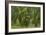 Laurisilva Forest, Laurus Azorica Among Other Trees, Garajonay Np, La Gomera, Canary Islands, Spain-Relanzón-Framed Photographic Print