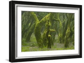 Laurisilva Forest, Laurus Azorica Among Other Trees, Garajonay Np, La Gomera, Canary Islands, Spain-Relanzón-Framed Photographic Print