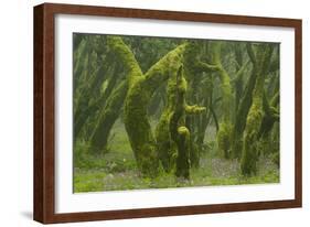 Laurisilva Forest, Laurus Azorica Among Other Trees, Garajonay Np, La Gomera, Canary Islands, Spain-Relanzón-Framed Photographic Print