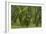 Laurisilva Forest, Laurus Azorica Among Other Trees, Garajonay Np, La Gomera, Canary Islands, Spain-Relanzón-Framed Photographic Print